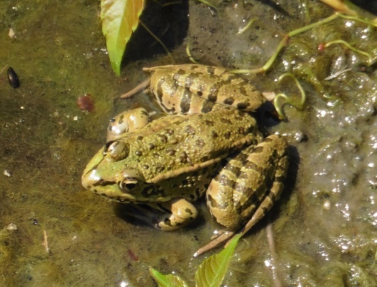 Pelophylax...kurtmuelleri?